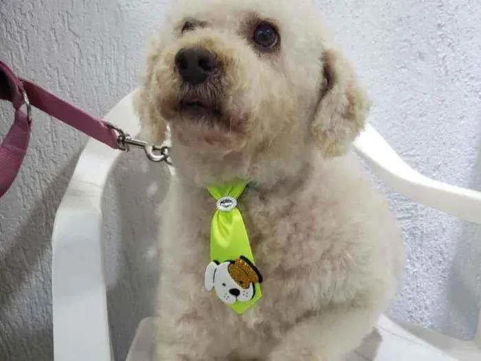 Cachorro raça Podle  idade 6 ou mais anos nome Bartolomeu 