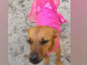 Cachorro raça  idade 3 anos nome Penélope 