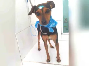Cachorro raça  idade 1 ano nome Patati 