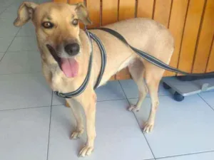 Cachorro raça S.R.D idade 3 anos nome Mel