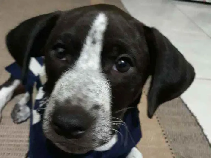 Cachorro raça Misturado idade 2 a 6 meses nome Thor