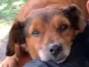Cachorro raça  idade 5 anos nome Chaves 