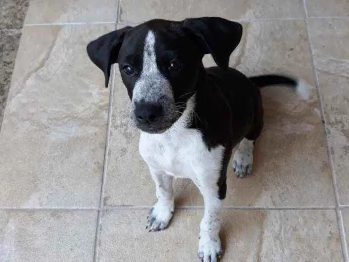 Cachorro raça Misturado idade 2 a 6 meses nome Thor