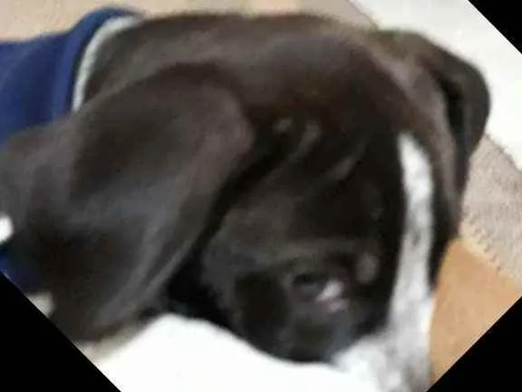 Cachorro raça Misturado idade 2 a 6 meses nome Thor