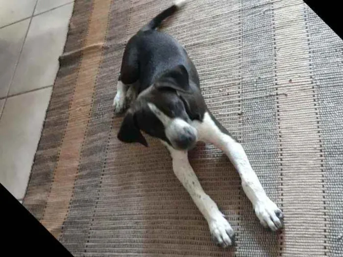 Cachorro raça Misturado idade 2 a 6 meses nome Thor