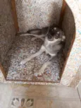Tyson
