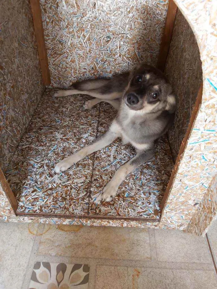 Cachorro ra a Vira lata idade 1 ano nome Tyson