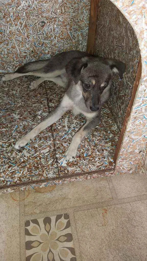 Cachorro ra a Vira lata idade 1 ano nome Tyson