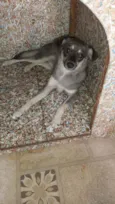 Tyson