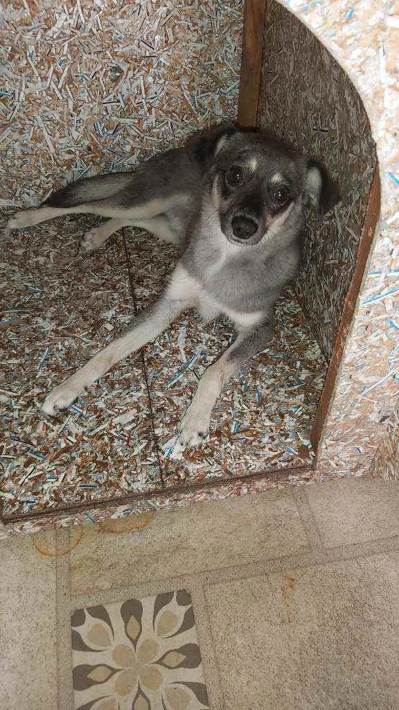Cachorro ra a Vira lata idade 1 ano nome Tyson