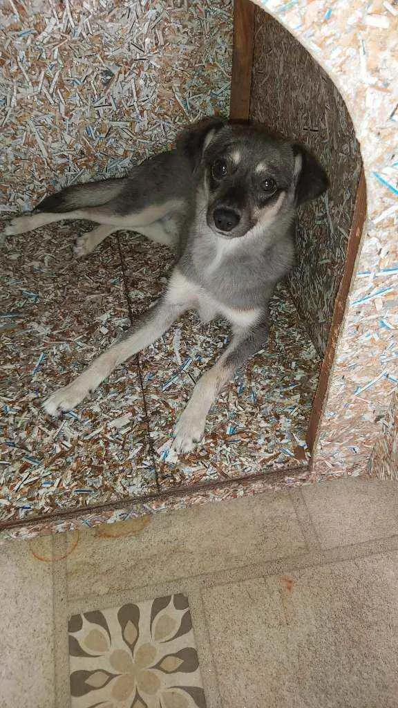 Cachorro ra a Vira lata idade 1 ano nome Tyson