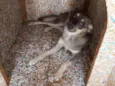 Tyson