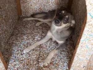 Cachorro raça Vira lata idade 1 ano nome Tyson