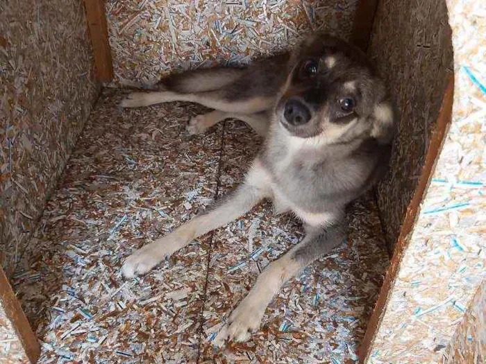 Cachorro ra a Vira lata idade 1 ano nome Tyson