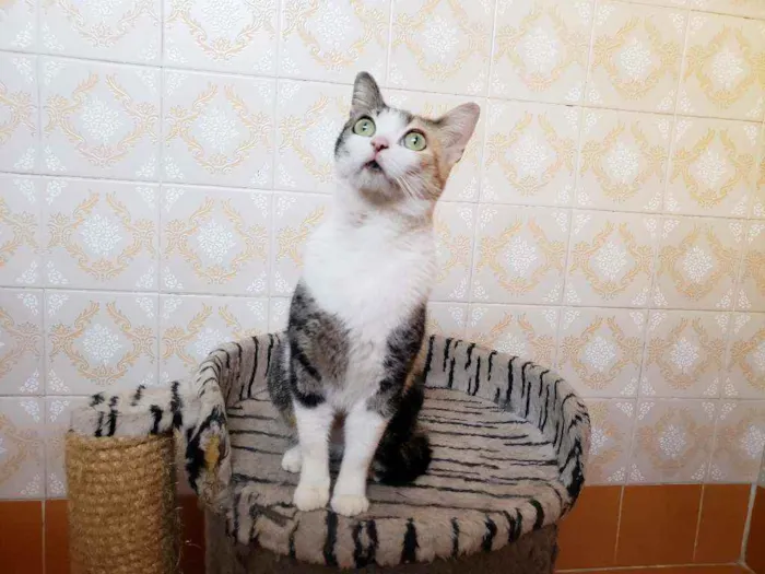 Gato raça Srd  idade 7 a 11 meses nome Romena