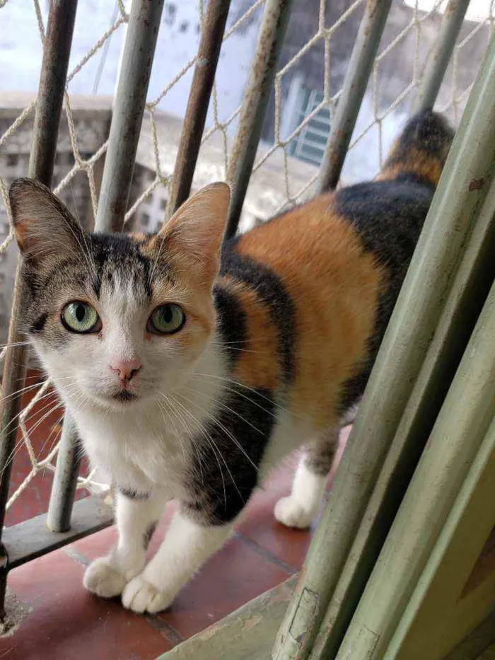 Gato raça Srd  idade 7 a 11 meses nome Romena