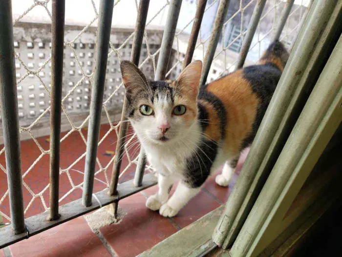 Gato raça Srd  idade 7 a 11 meses nome Romena