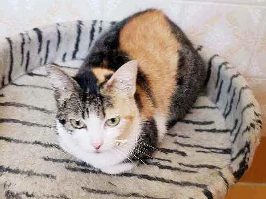 Gato raça Srd  idade 7 a 11 meses nome Romena