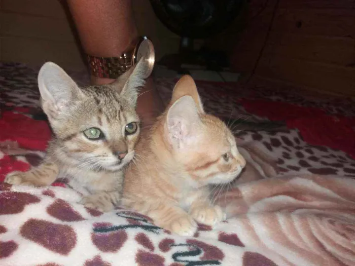Gato ra a felinas idade 2 a 6 meses nome As maninhas