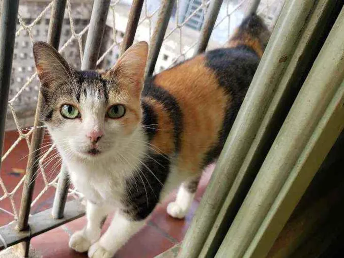 Gato raça Srd  idade 7 a 11 meses nome Romena