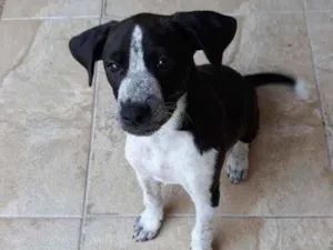 Cachorro raça Misturado idade 2 a 6 meses nome Thor