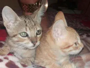 Gato raça felinas idade 2 a 6 meses nome As maninhas