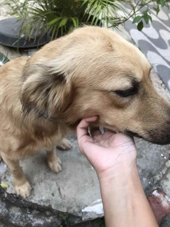 Cachorro ra a Vira Lata idade 5 anos nome Bob
