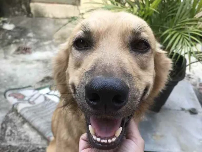 Cachorro ra a Vira Lata idade 5 anos nome Bob
