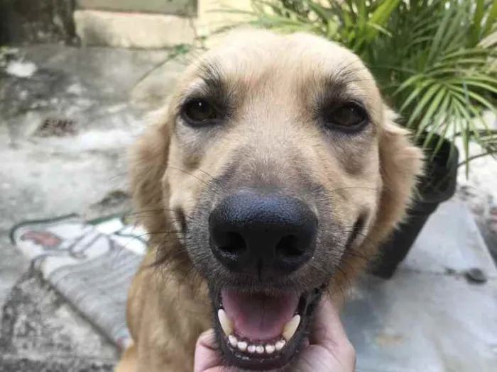 Cachorro ra a Vira Lata idade 5 anos nome Bob