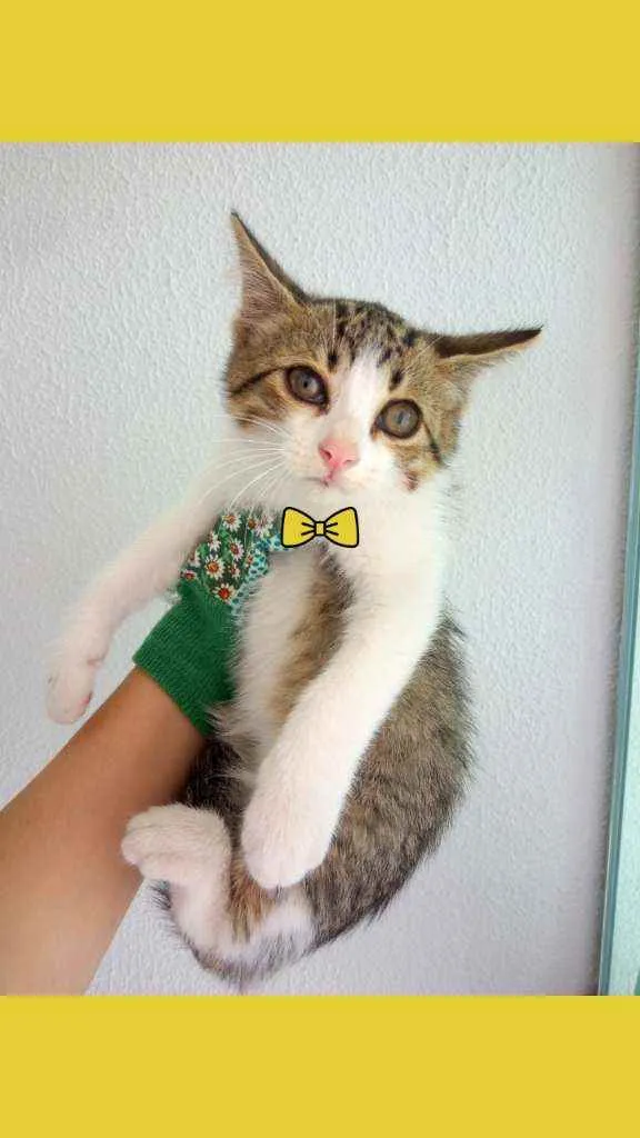 Gato ra a Indefinida idade 2 a 6 meses nome Sem nomes