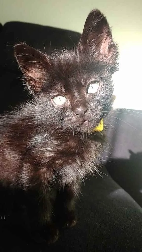 Gato ra a  idade 2 a 6 meses nome Jack 