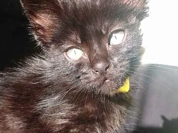 Gato ra a  idade 2 a 6 meses nome Jack 