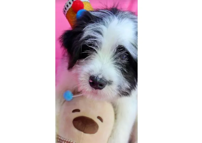 Cachorro raça SRD-ViraLata idade 2 a 6 meses nome Vitor