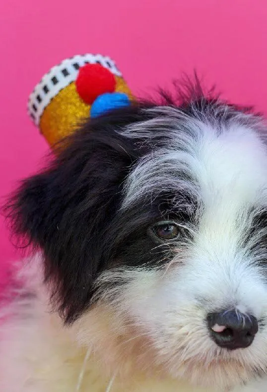 Cachorro raça SRD-ViraLata idade 2 a 6 meses nome Vitor