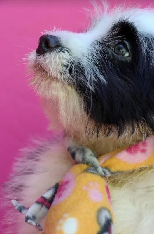 Cachorro raça SRD-ViraLata idade 2 a 6 meses nome Vitor