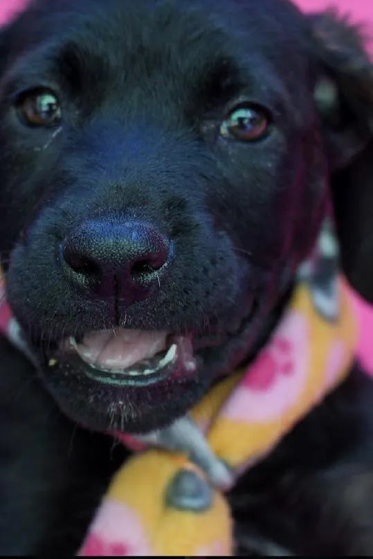 Cachorro raça SRD-ViraLata idade 2 a 6 meses nome Apolo
