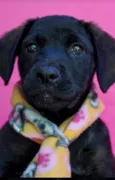 Apolo