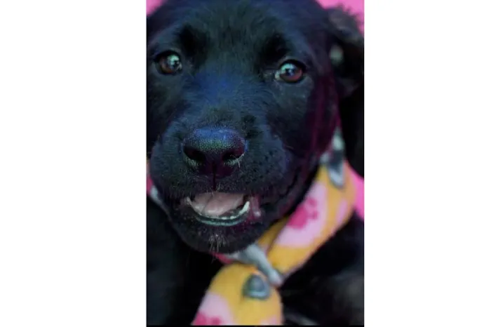 Cachorro raça SRD-ViraLata idade 2 a 6 meses nome Apolo