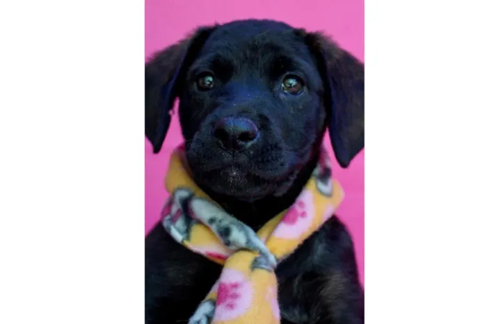Cachorro raça SRD-ViraLata idade 2 a 6 meses nome Apolo