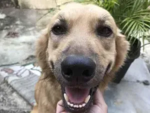 Cachorro raça Vira Lata idade 5 anos nome Bob