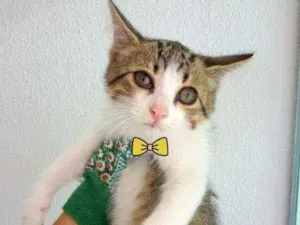 Gato raça Indefinida idade 2 a 6 meses nome Sem nomes