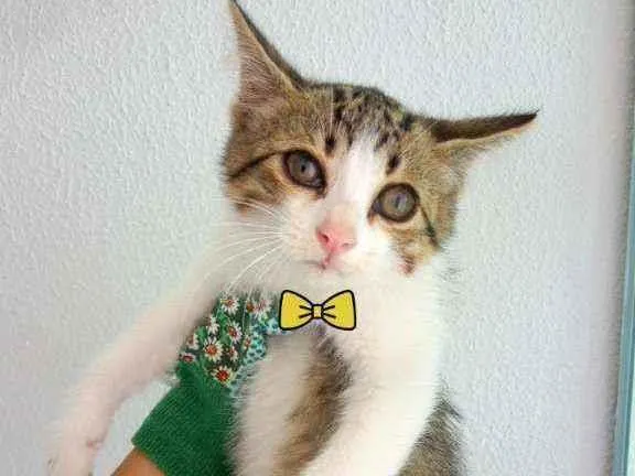 Gato ra a Indefinida idade 2 a 6 meses nome Sem nomes