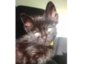 Gato raça  idade 2 a 6 meses nome Jack 