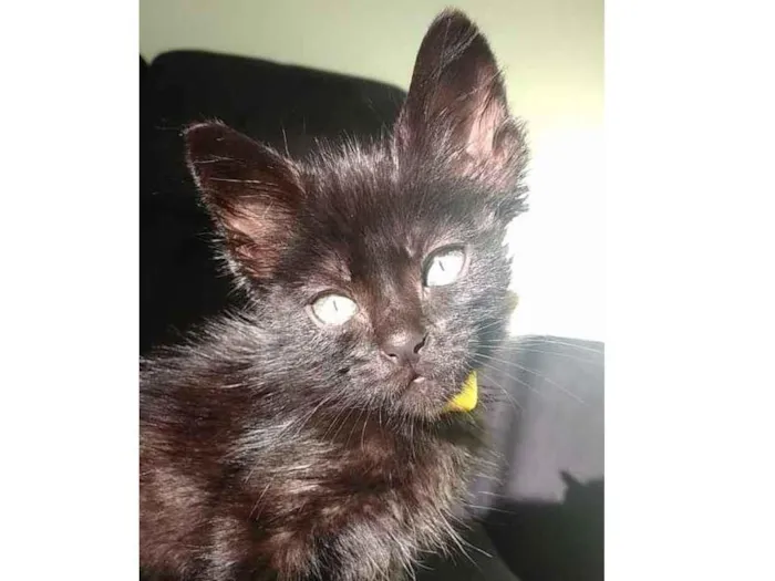 Gato ra a  idade 2 a 6 meses nome Jack 