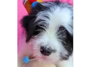 Cachorro raça SRD-ViraLata idade 2 a 6 meses nome Vitor