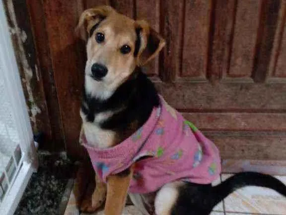 Cachorro ra a Sem raça definida idade 2 a 6 meses nome Kira