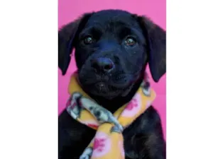 Cachorro raça SRD-ViraLata idade 2 a 6 meses nome Apolo