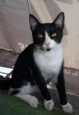 Samba 