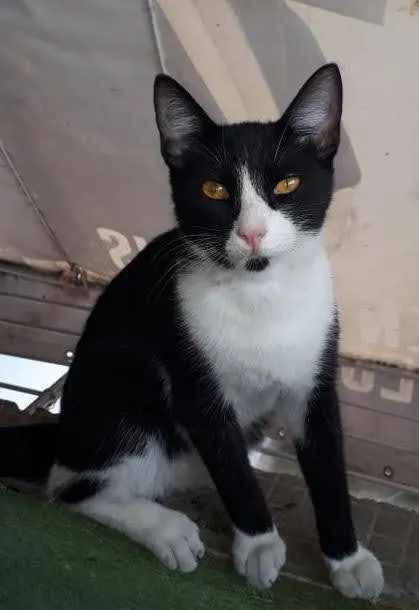 Gato ra a SRD idade 7 a 11 meses nome Samba 