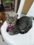 Tigresa